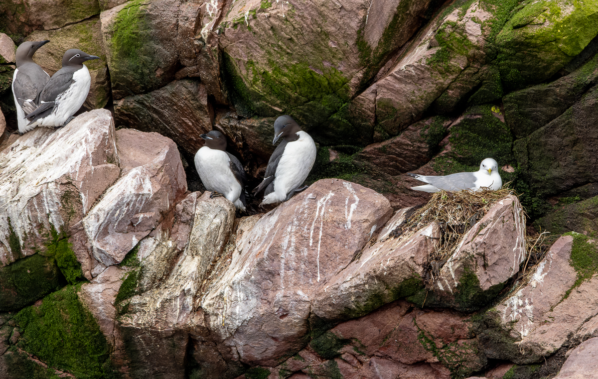 Among the abundant Common Murres (left), we spotted small numbers of Thick-billed Murres (middle). Black-legged Kittiwake nests (right) also dotted the cliffs. 