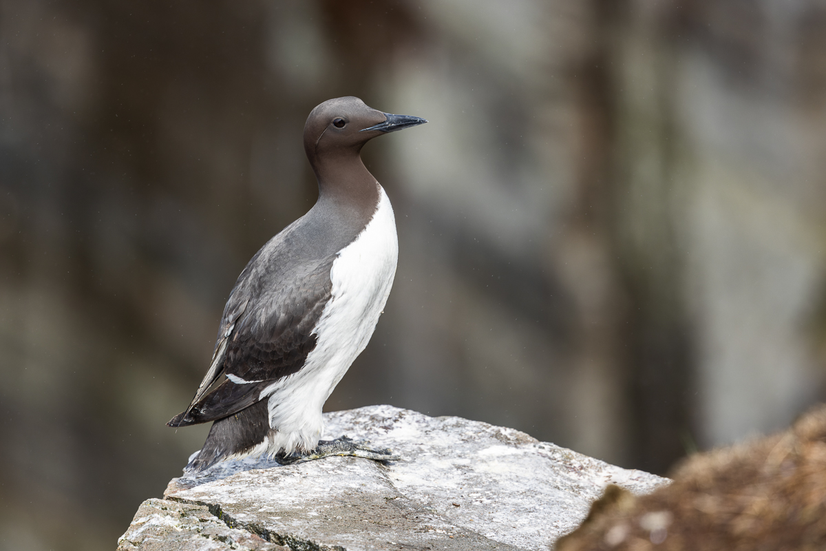 Common Murres were abundant at Cape St. Mary’s