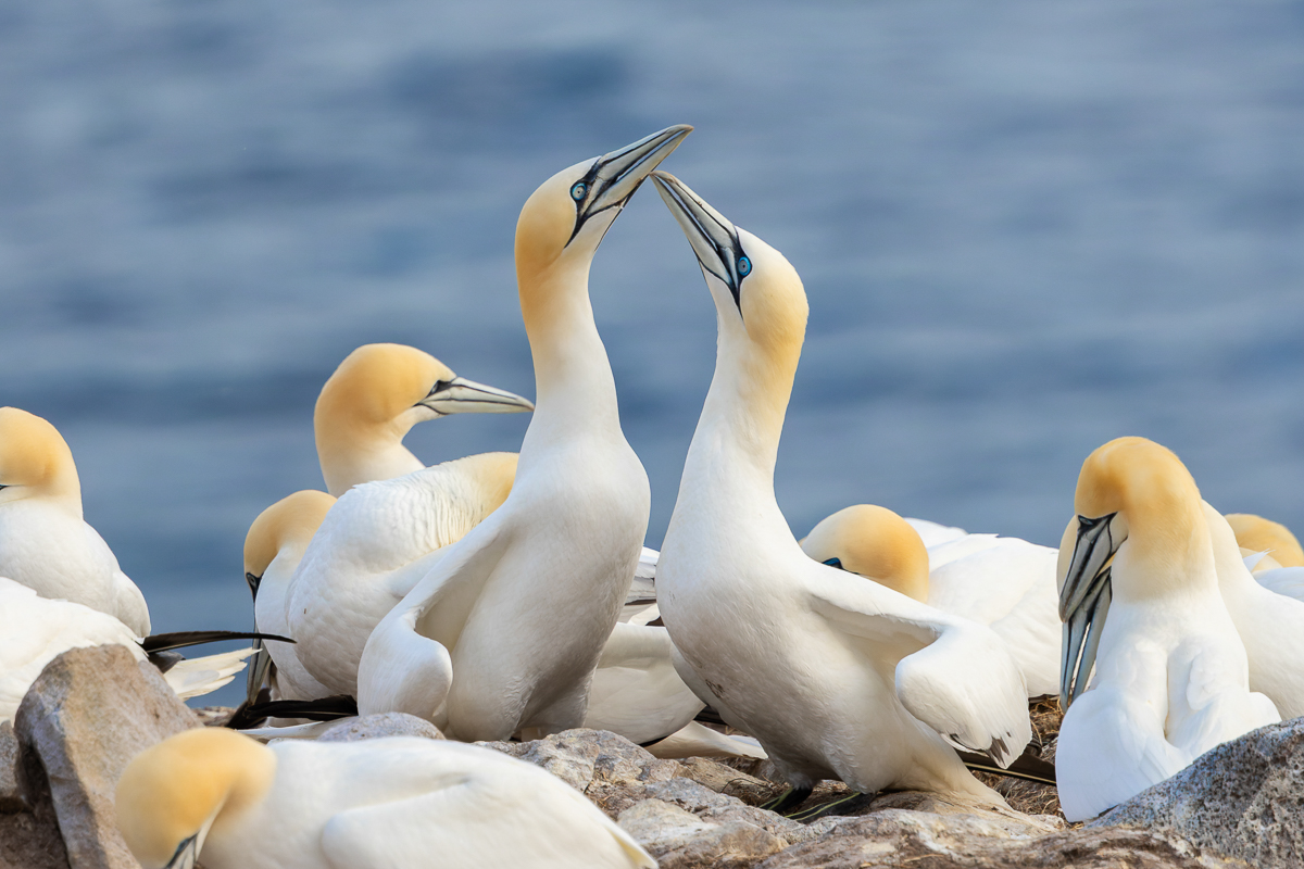 Thousands of gorgeous Northern Gannets provided fantastic views as they performed courtship rituals during a period of sunshine at bird rock. 