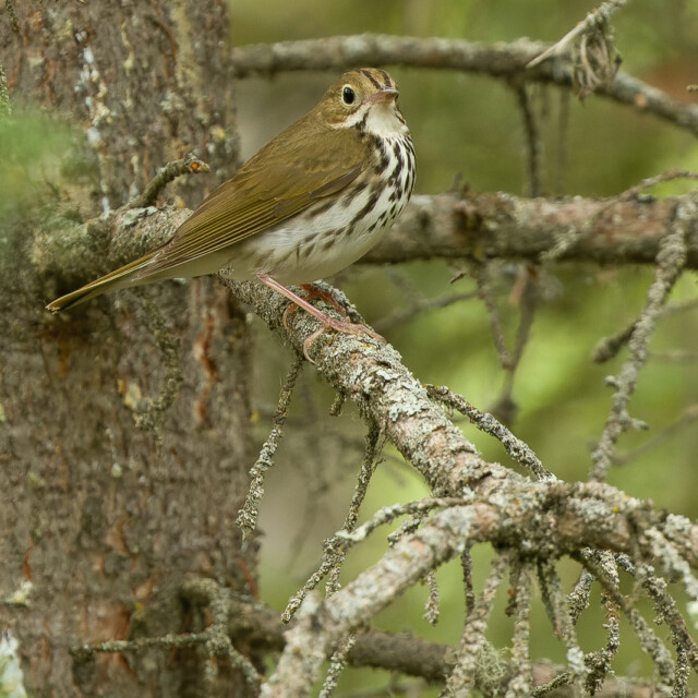 Ovenbird, British Columbia
