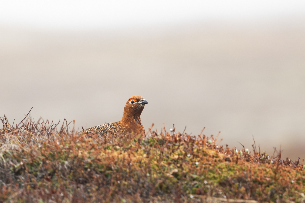 This male Willow Ptarmigan, brilliantly camouflaged with the tundra, provided great views near Mistaken Point. 