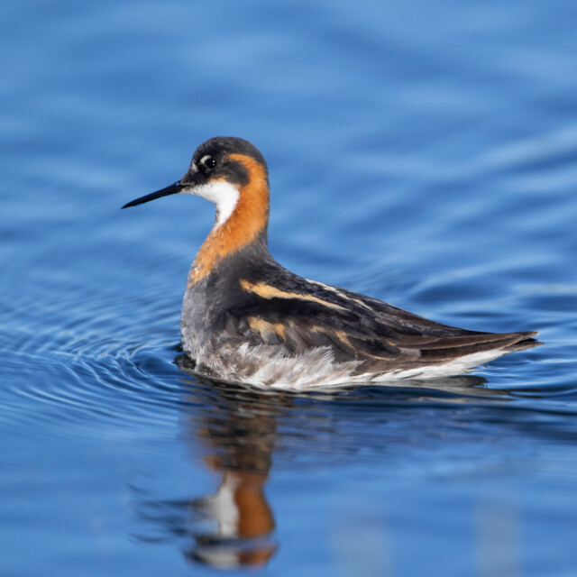 Female Red-necked Phalarope (Phalaropus lobatus) in a pond near Nome, Alaska. This bird breeds in arctic north America and Eurasia and winters far to the south mainly in open tropical oceans. The females of all three species of phalaropes are more colorful than the males. They choose a mate and lay their eggs in a nest built by the male, and the eggs are incubated and the chicks are raised solely by the male.