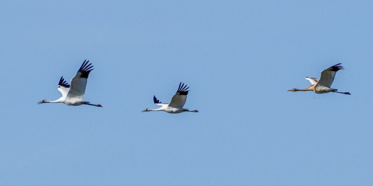 Saskatchewan Whooping Cranes with Canadian Geographic Trip Report 2023