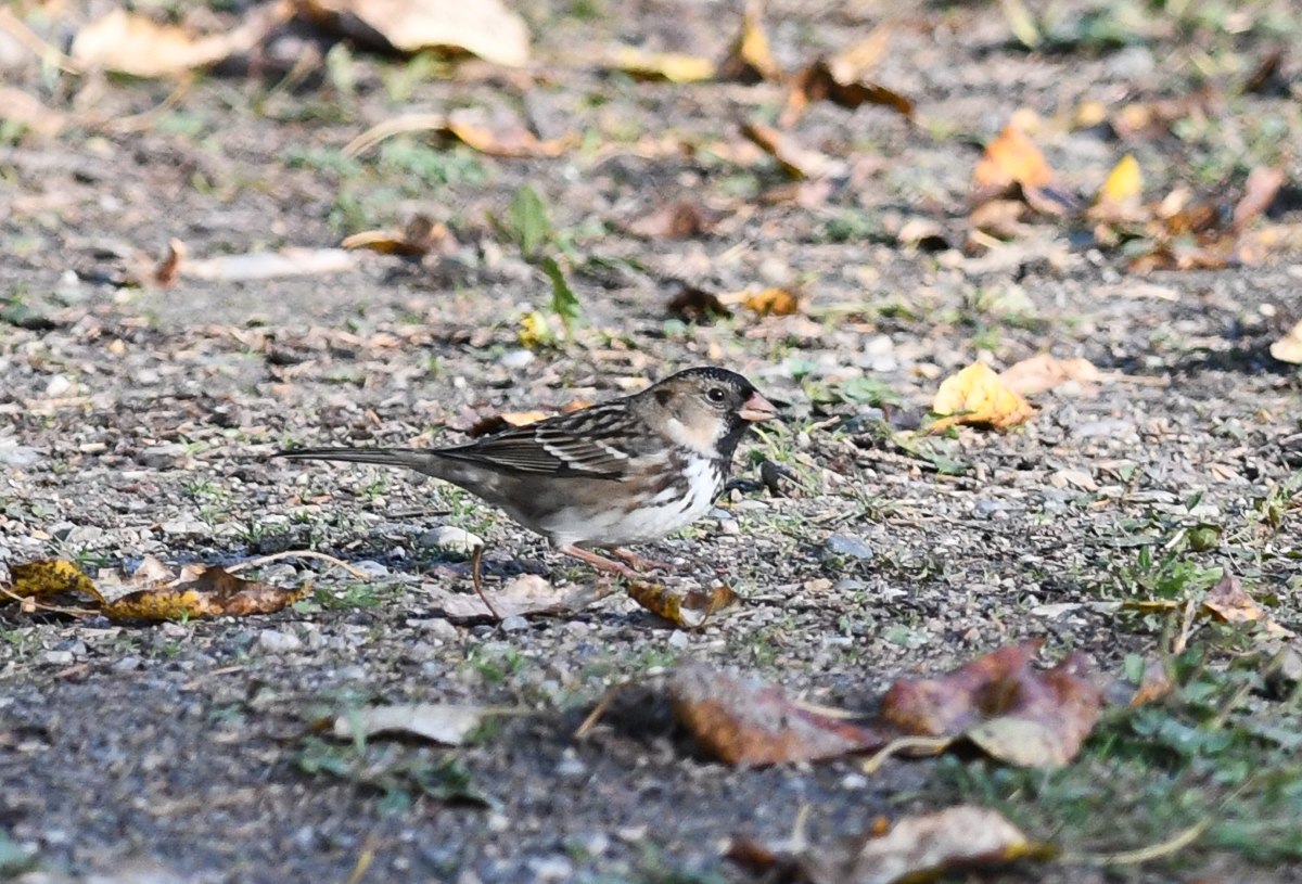Harris's Sparrow, adult