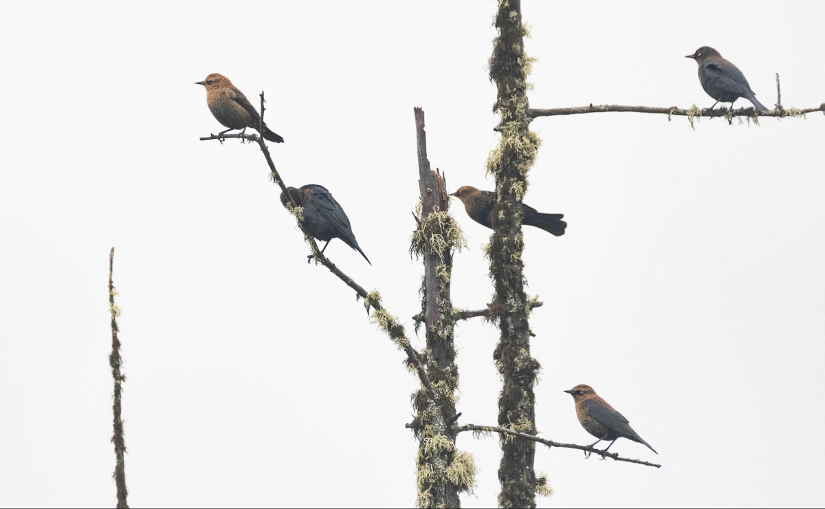 Rusty Blackbirds