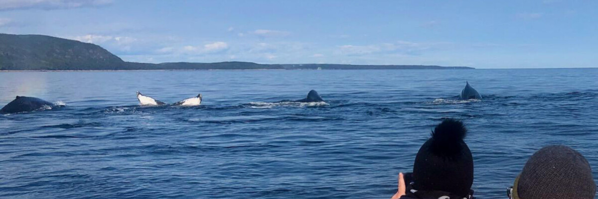 Quebec: Birds & Whales Trip Report 2023