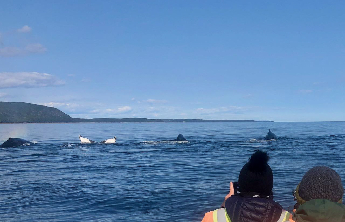 Watching Humpback whales
