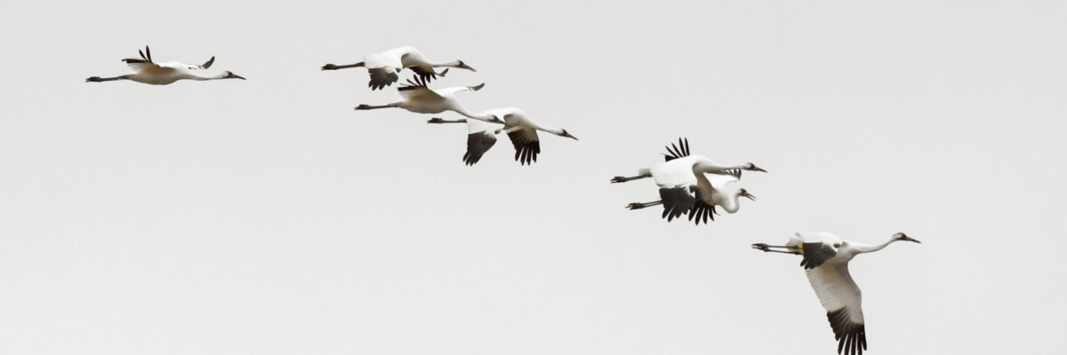 Saskatchewan Whooping Cranes Trip Report 2023 (Sep 30 - Oct 4)