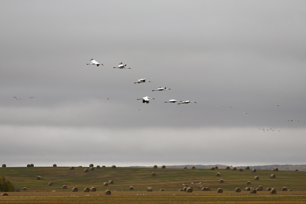 Whooping Cranes flying over hay field