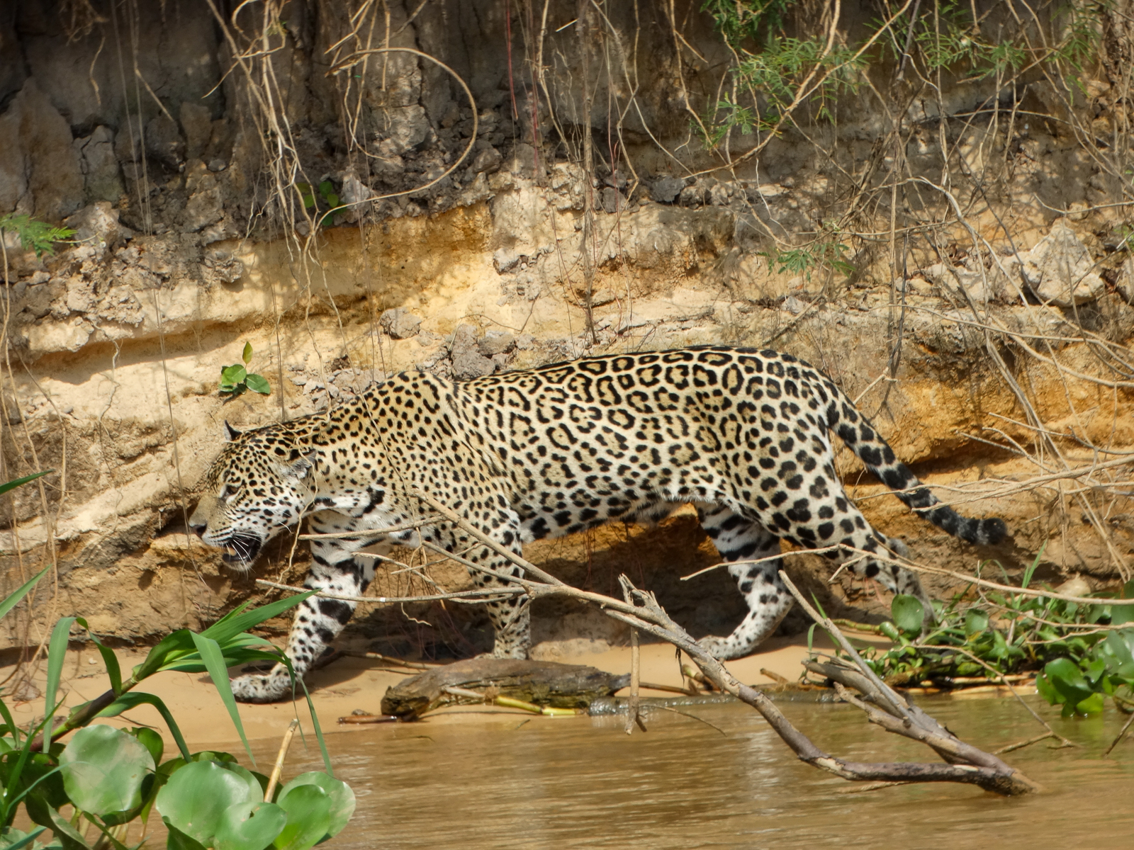 Jaguar along river in Brazil