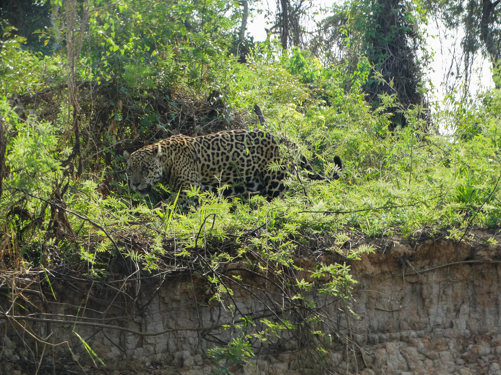 Jaguar © Héctor Gómez de Silva