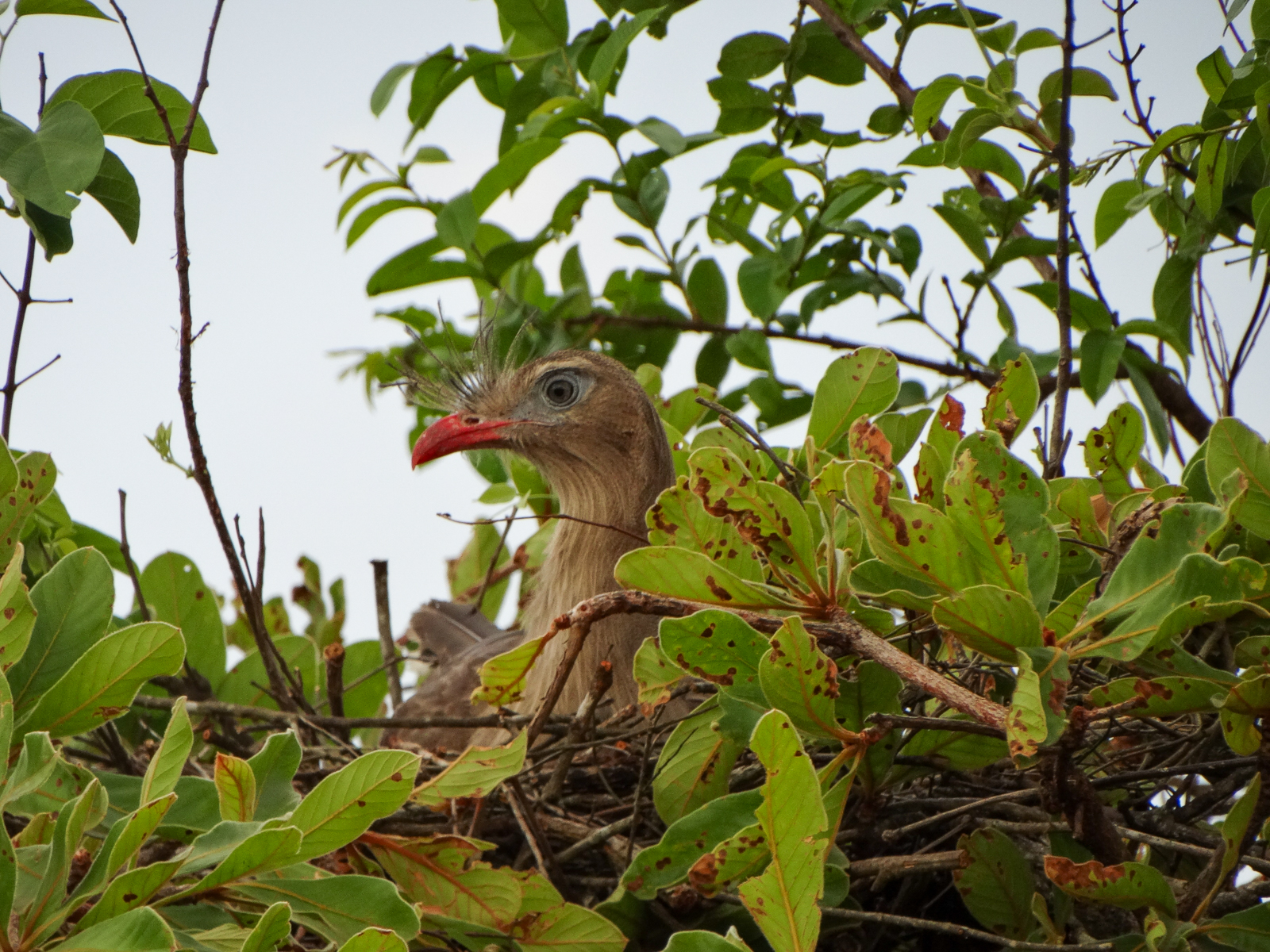 Red-legged Seriema on nest, Brazil