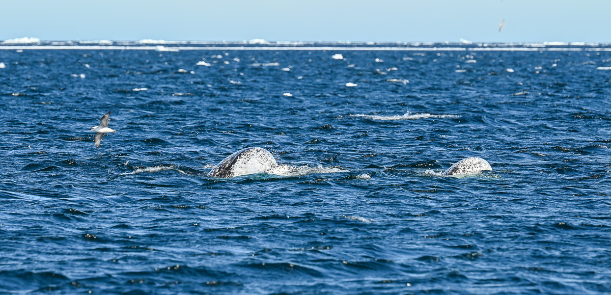 Narwhal surfacing at the floe edge