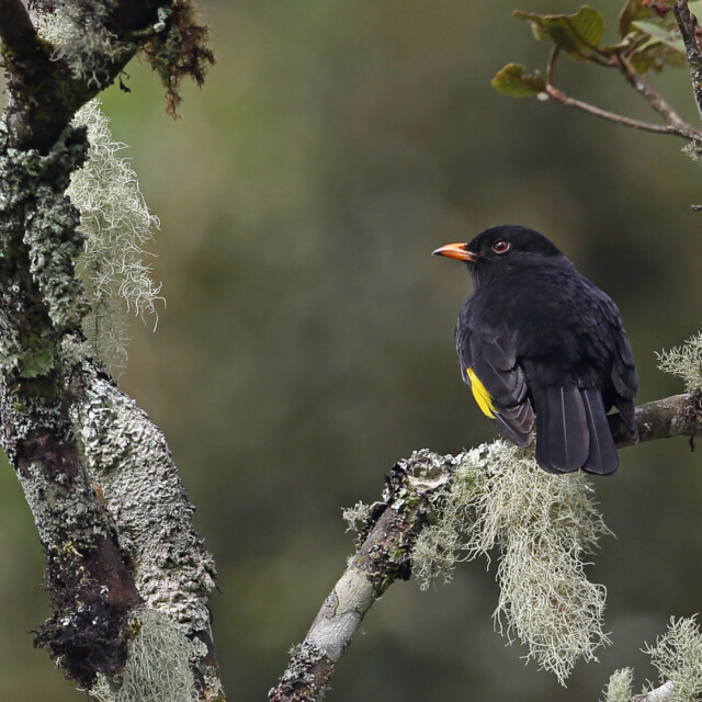 Black-and-gold Cotinga (Tijuca atra) adult male perched on branch in Atlantic Brazil