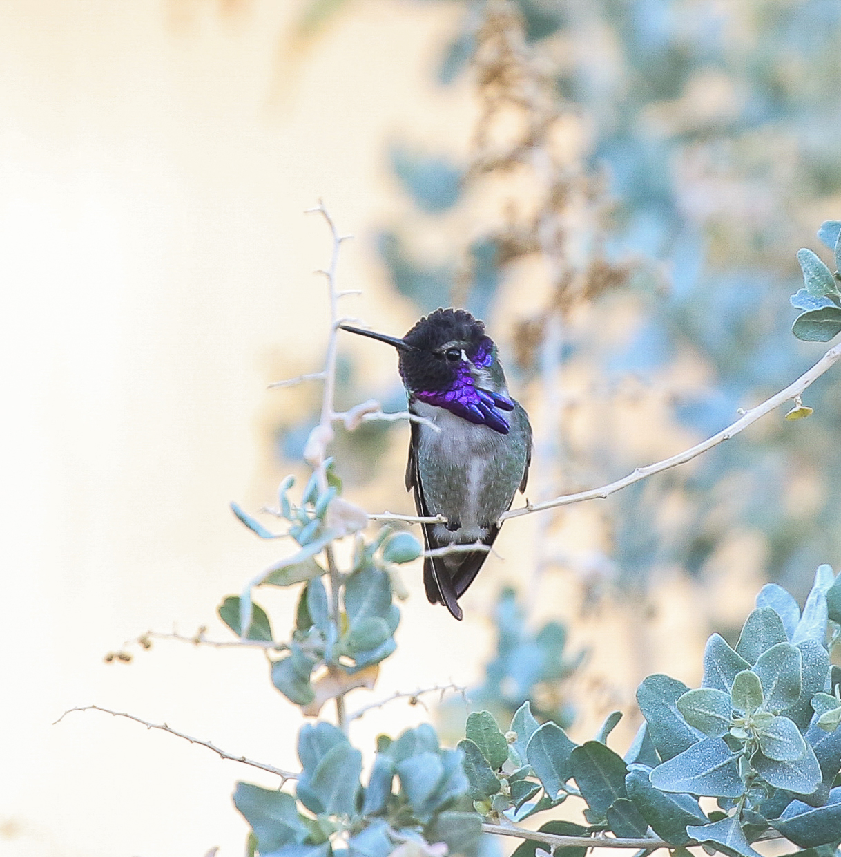 Costa'a Hummingbird