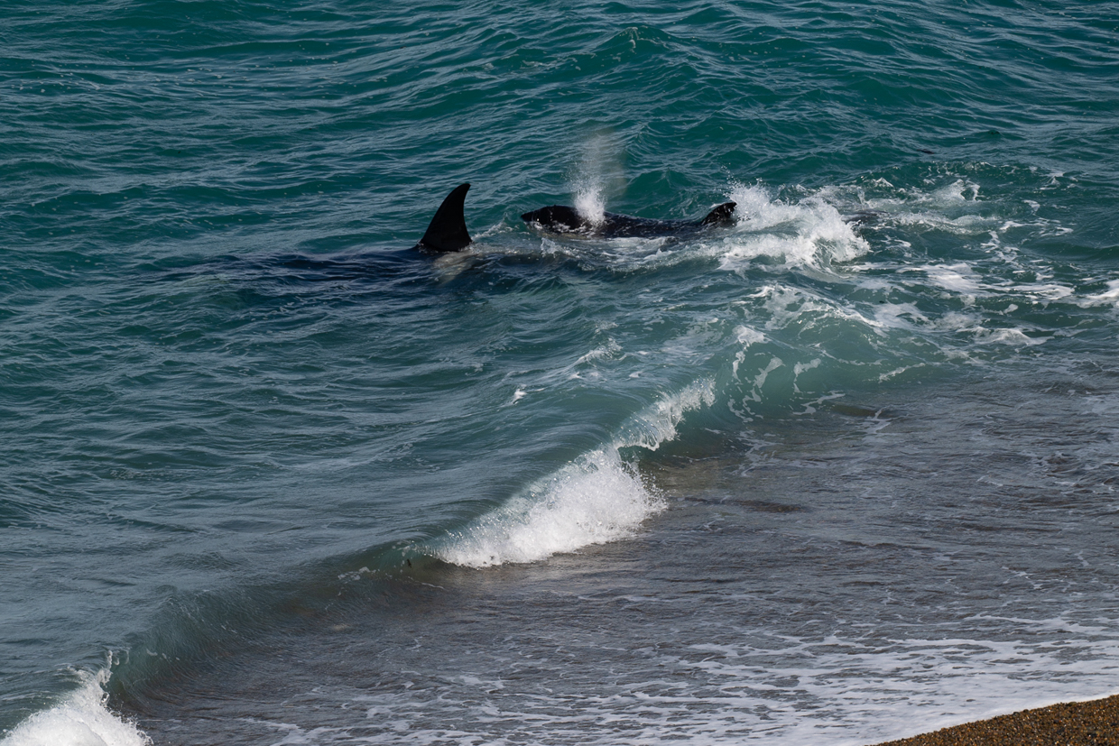 Orcas, Peninsula Valdes