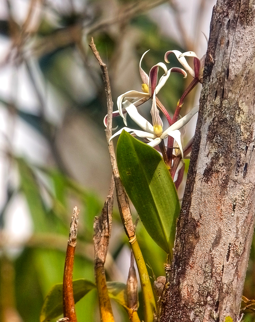 Orchid (Prostechea sima)