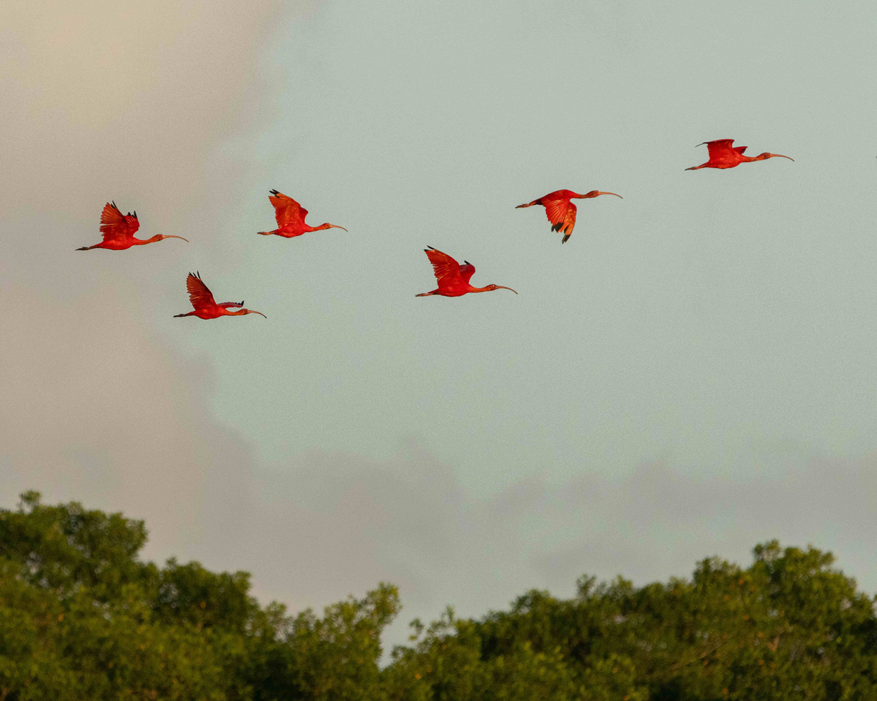 Scarlet Ibis coming to roost