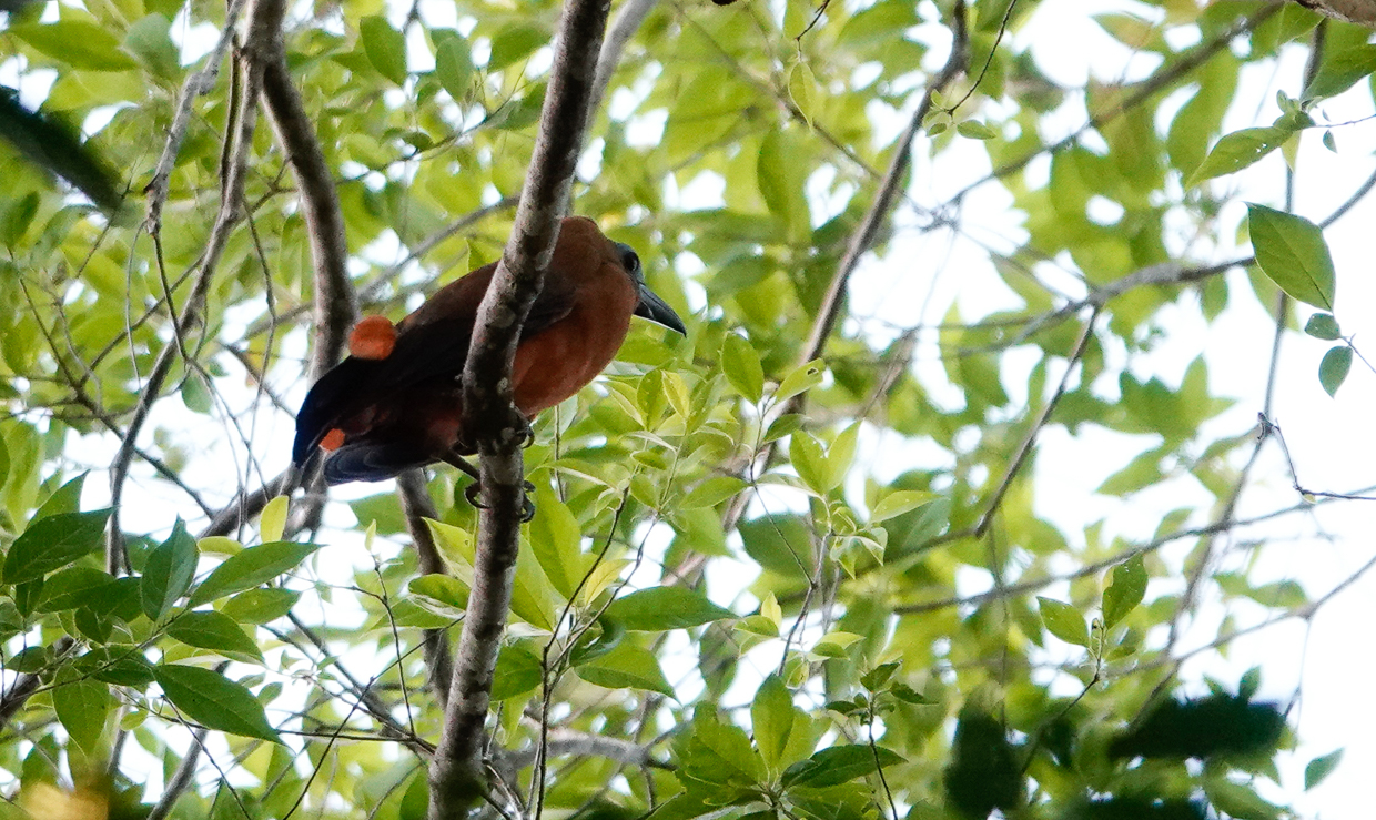 Capuchinbird, Guyana