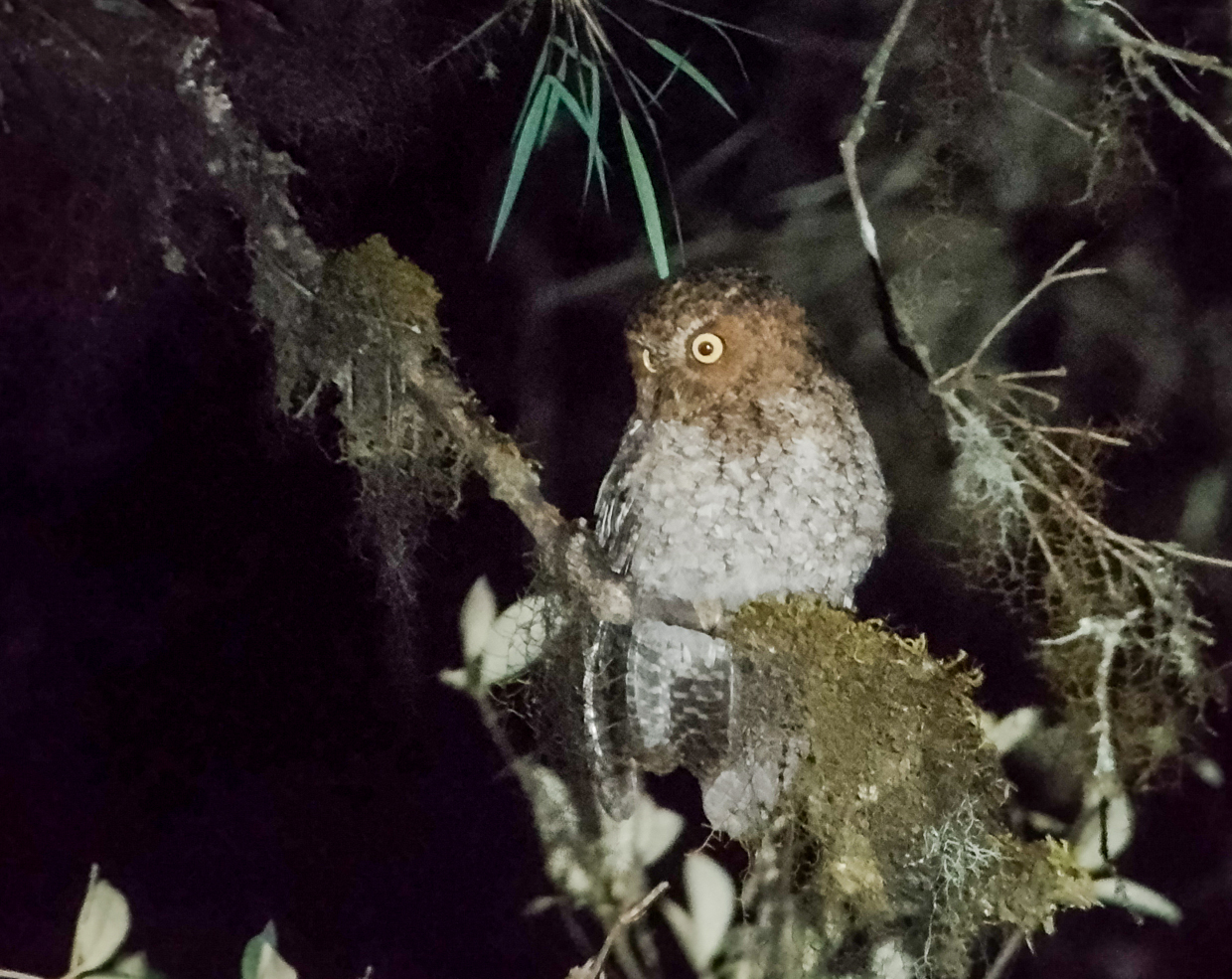 Bare-shanked Screech-Owl