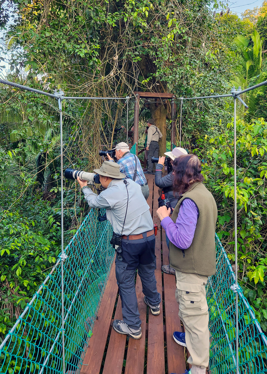 Birding on Canopy Walk