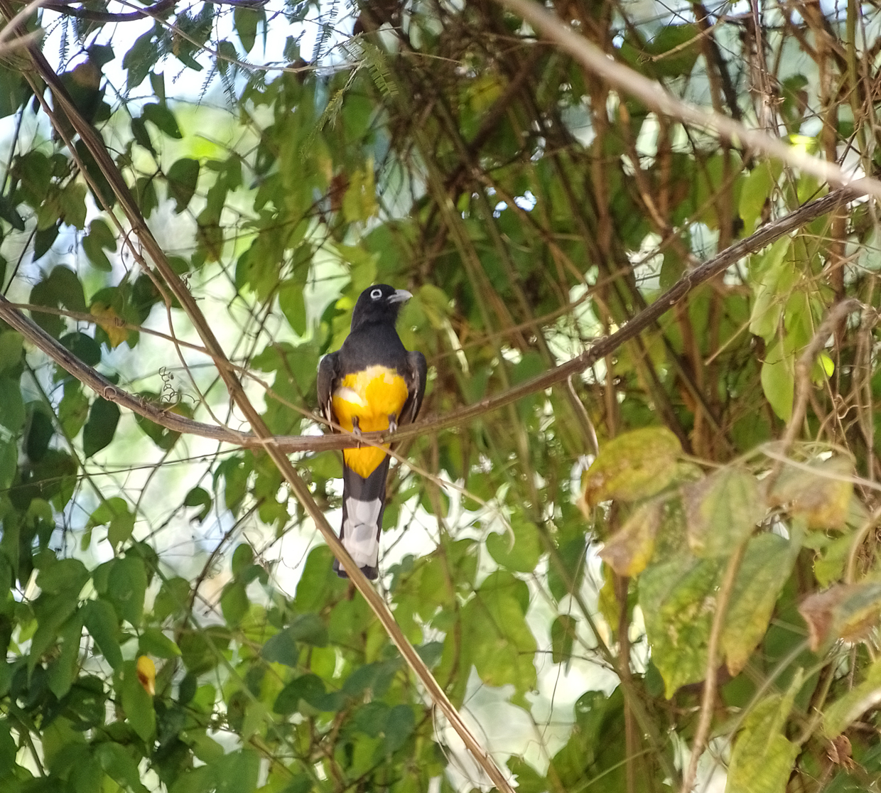 Black-headed Trogon