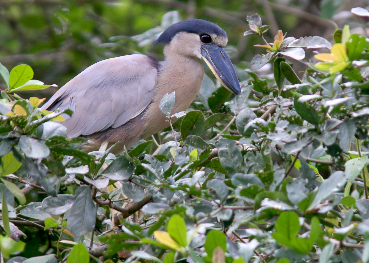Boat-billed Heron