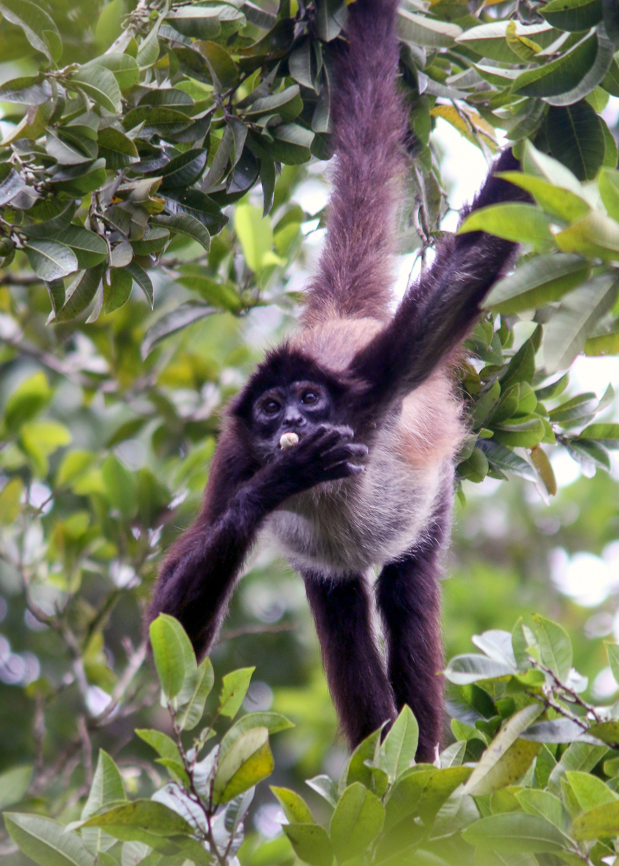 Spider Monkey