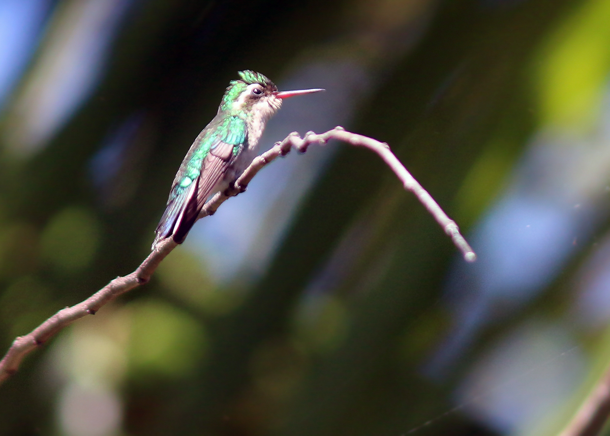 Canivet's Emerald