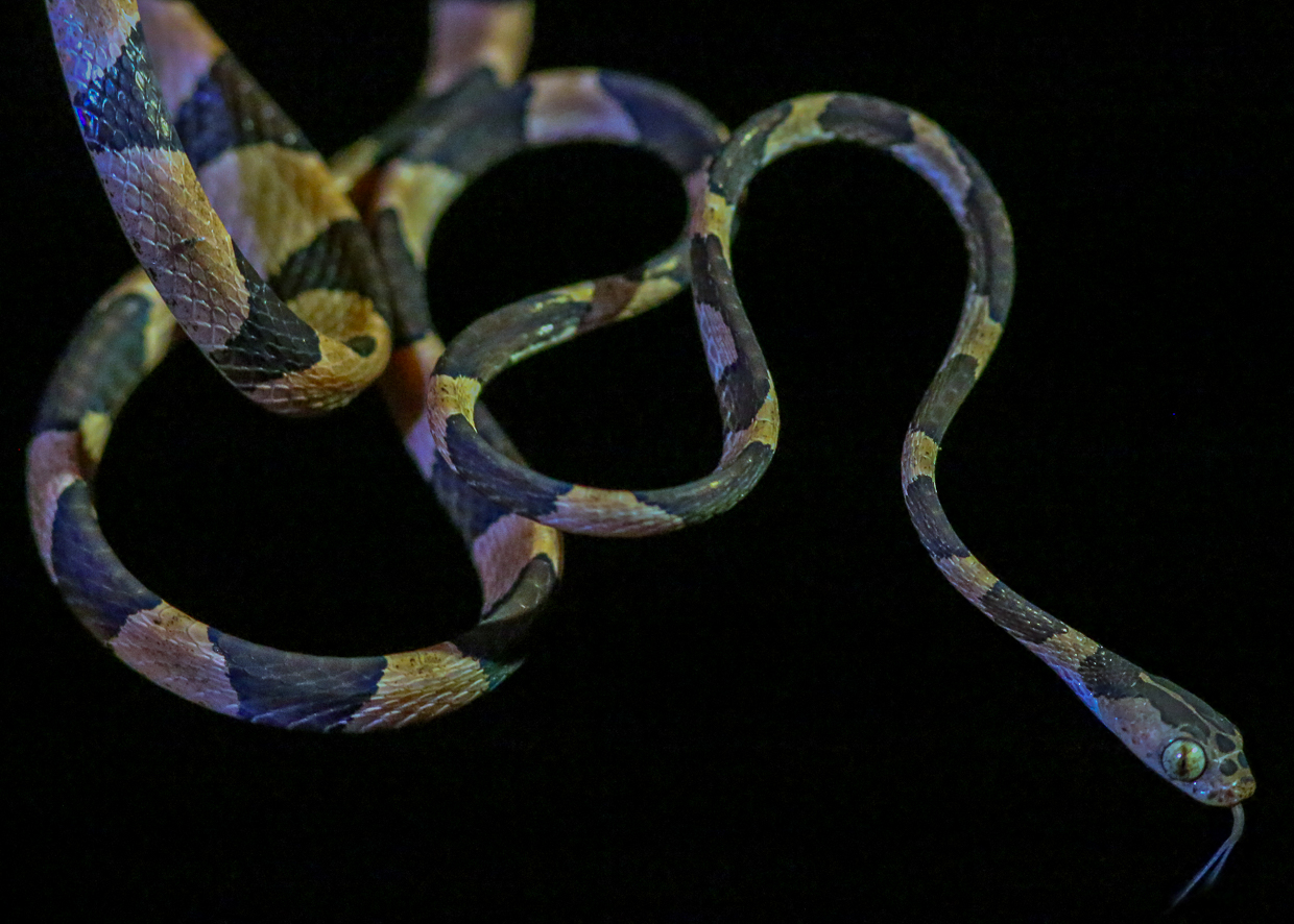 Cat-eyed Snake