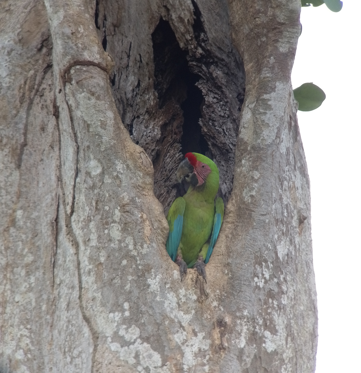Great Green Macaw