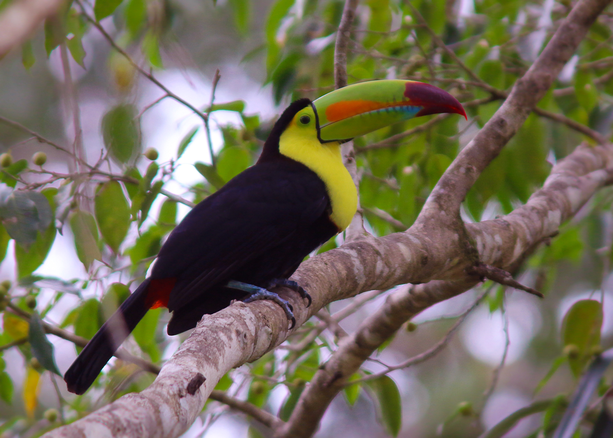Keel-billed Toucan