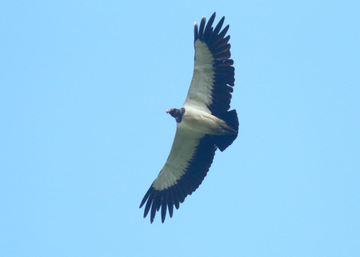 King Vulture
