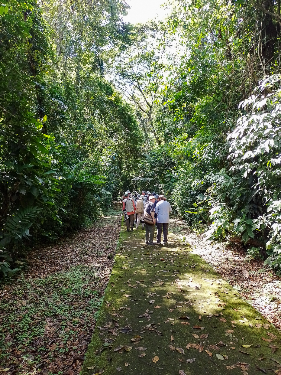 Birding at La Selva