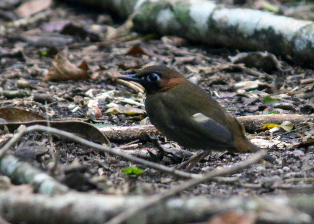 Mayan Antthrush