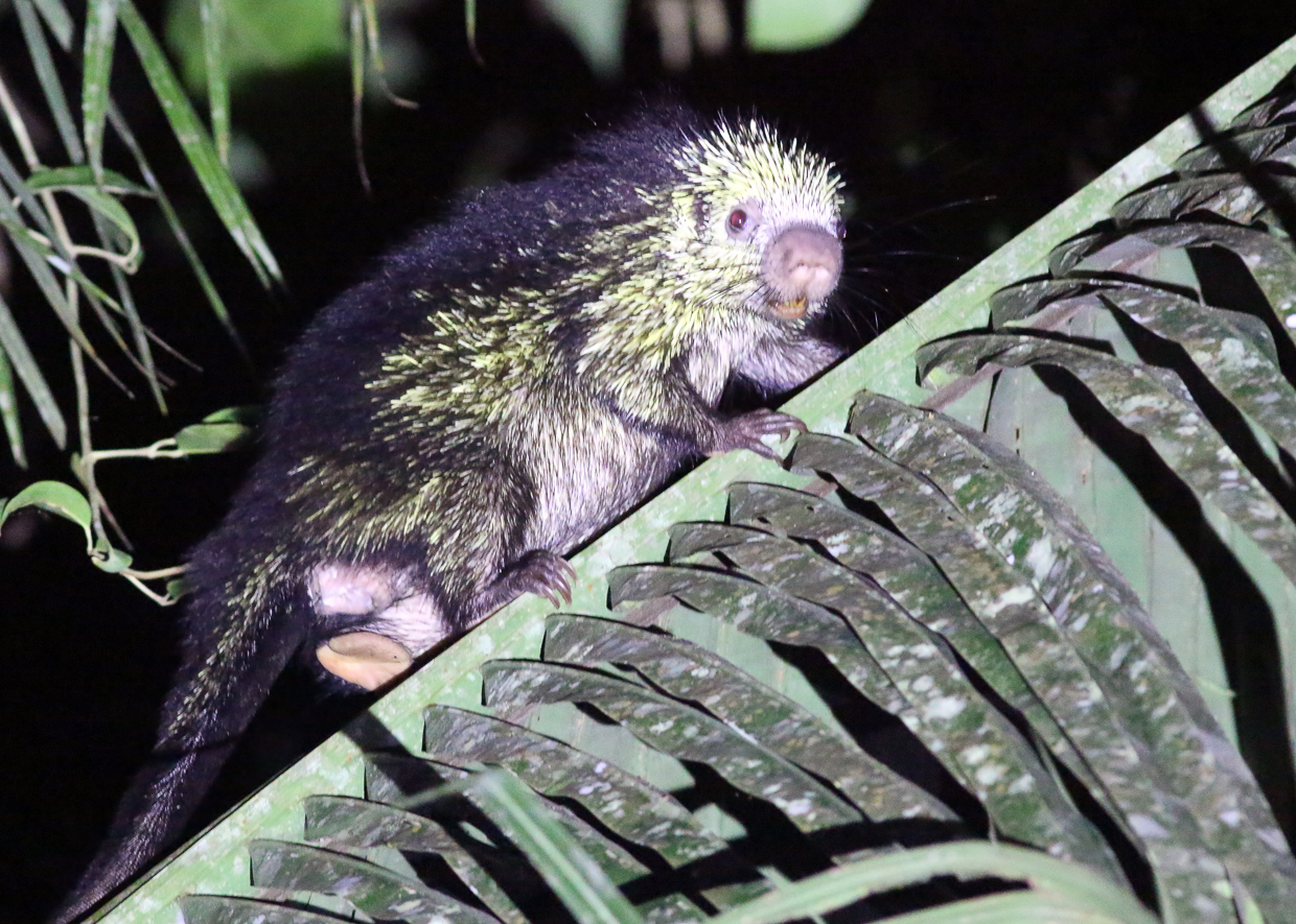 Mexican Tree Porcupine