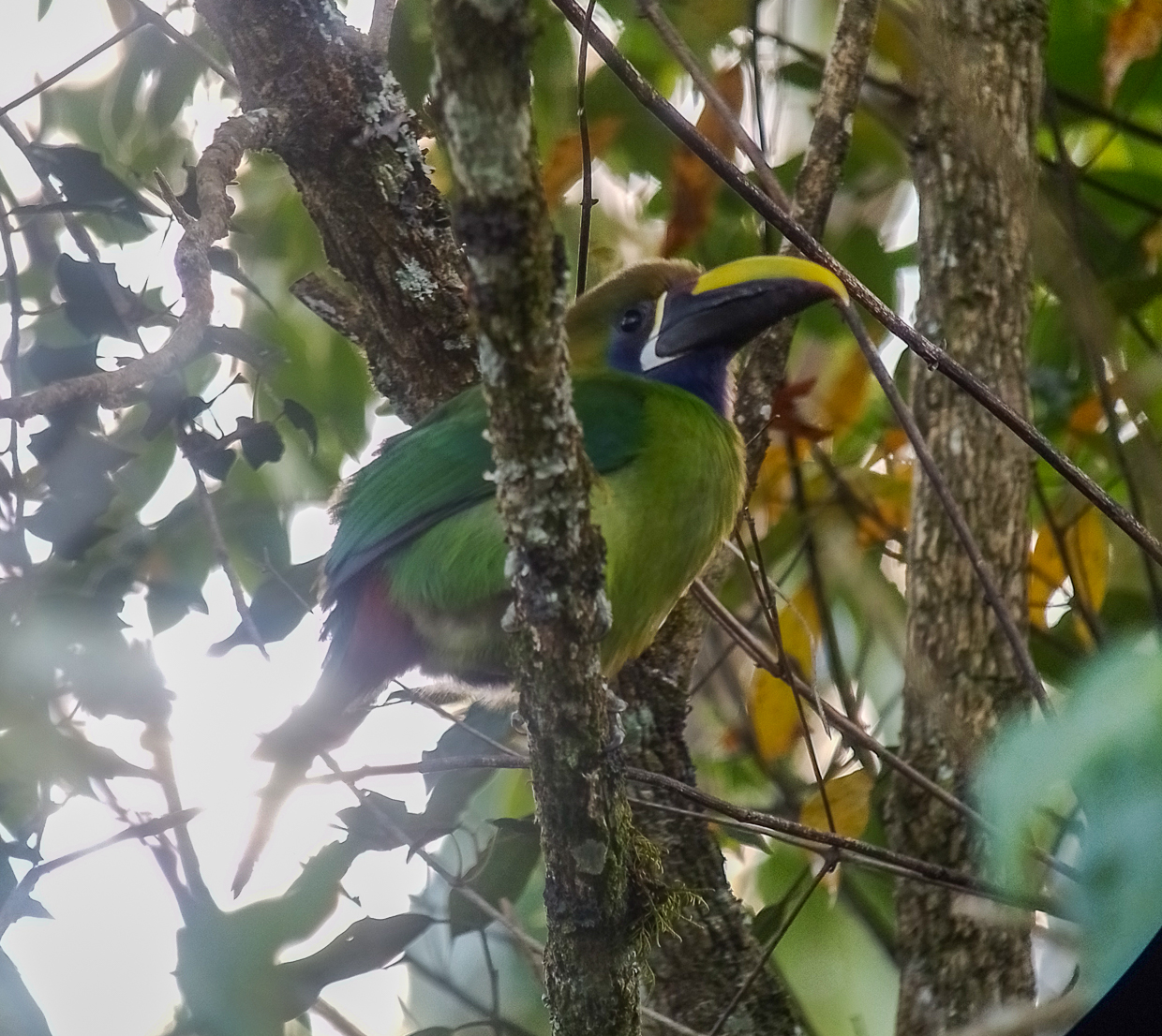 Northern Emerald Toucanet