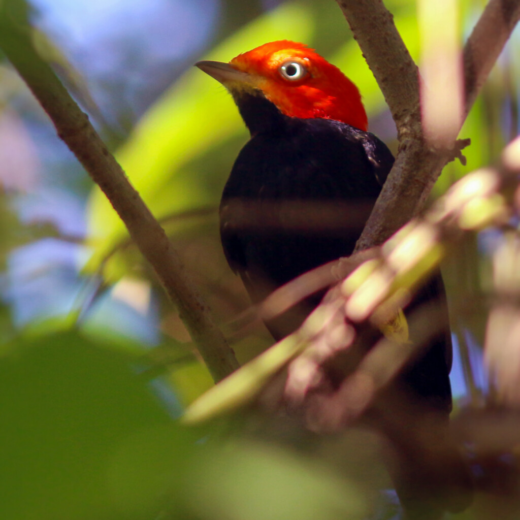 Red-capped Manakin