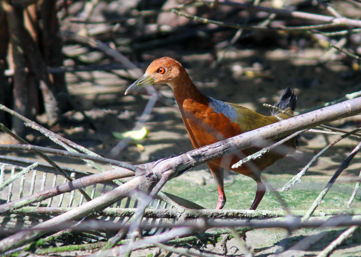 Rufous-necked Wood-Rail