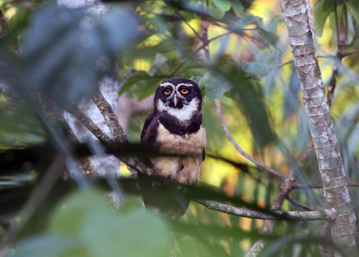 Spectacled Owl