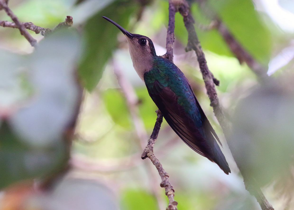 Wedge-tailed Sabrewing
