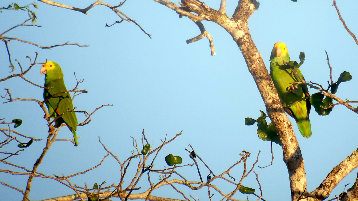Yellow-headed Parrot