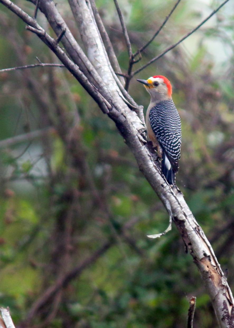 Yucatan Woodpecker