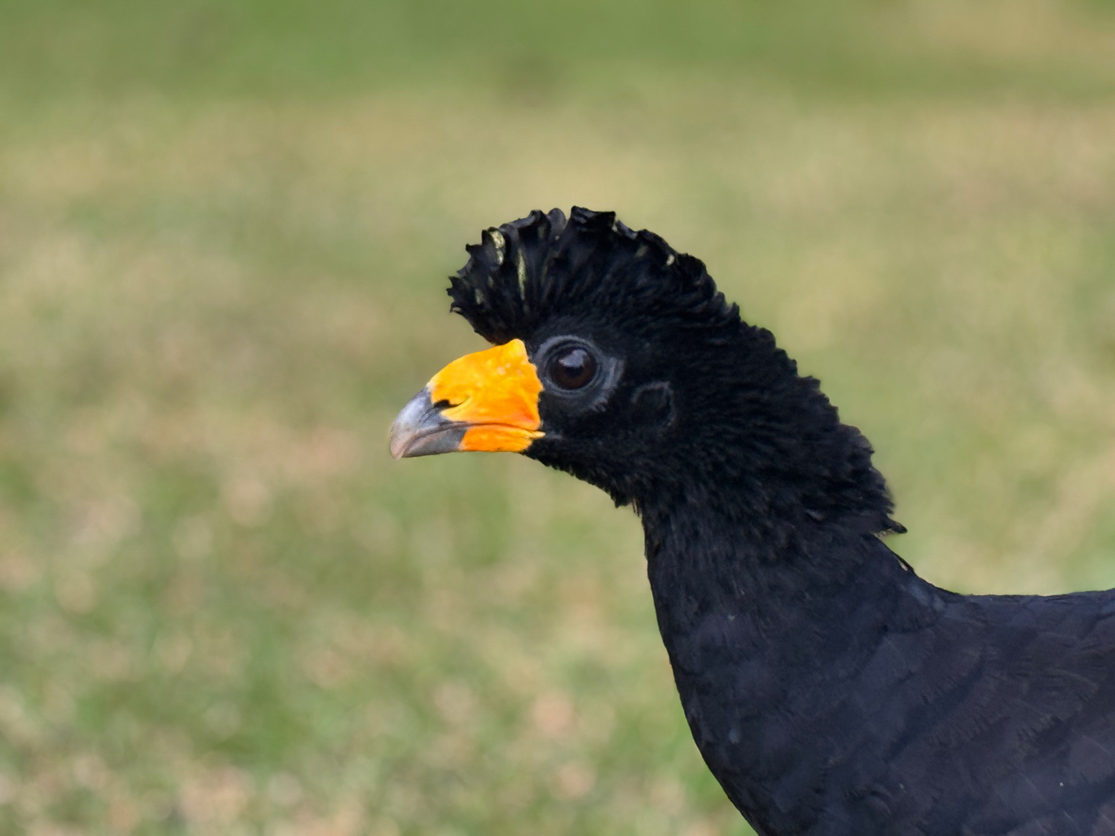 Black Curassow