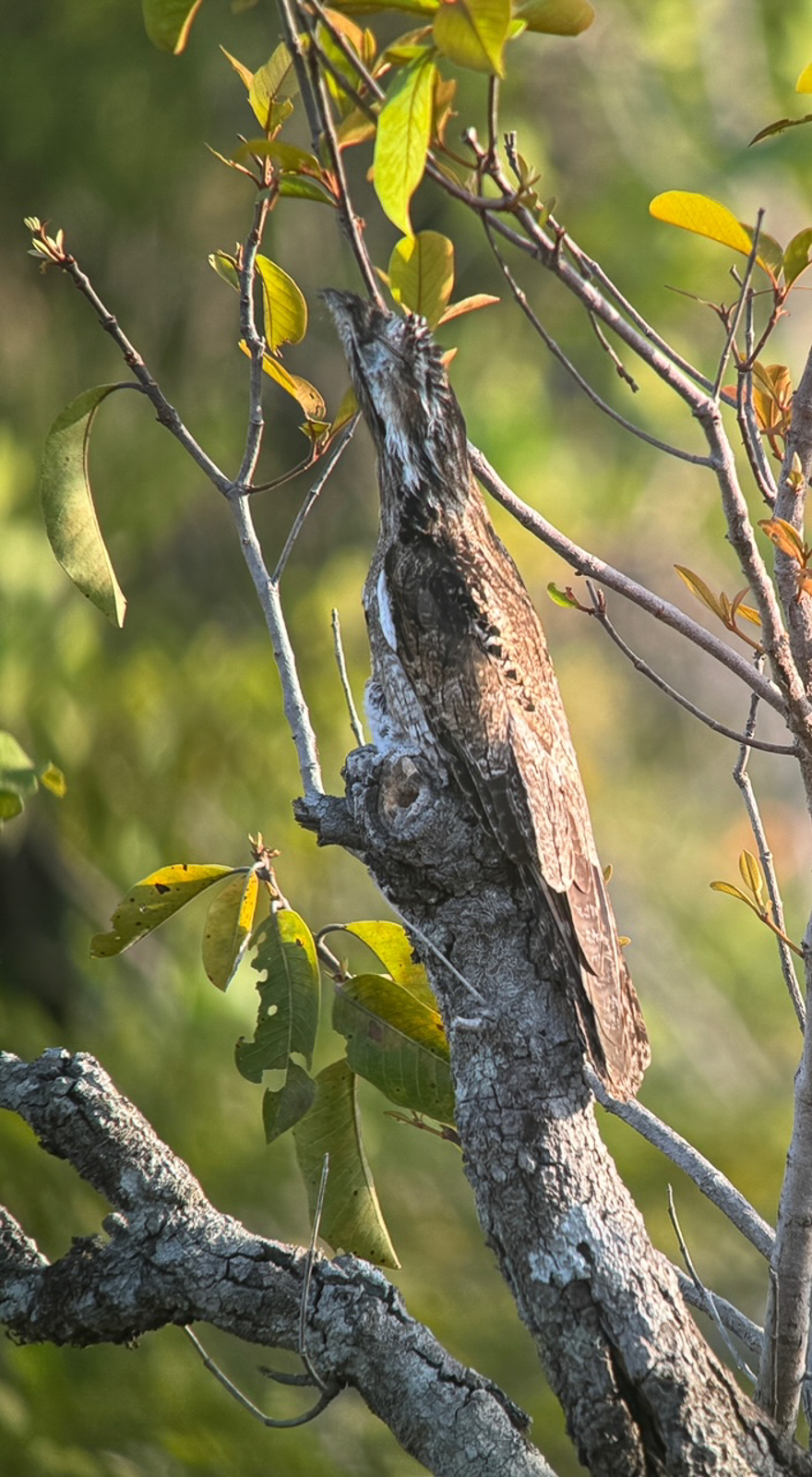 Common Potoo with chick