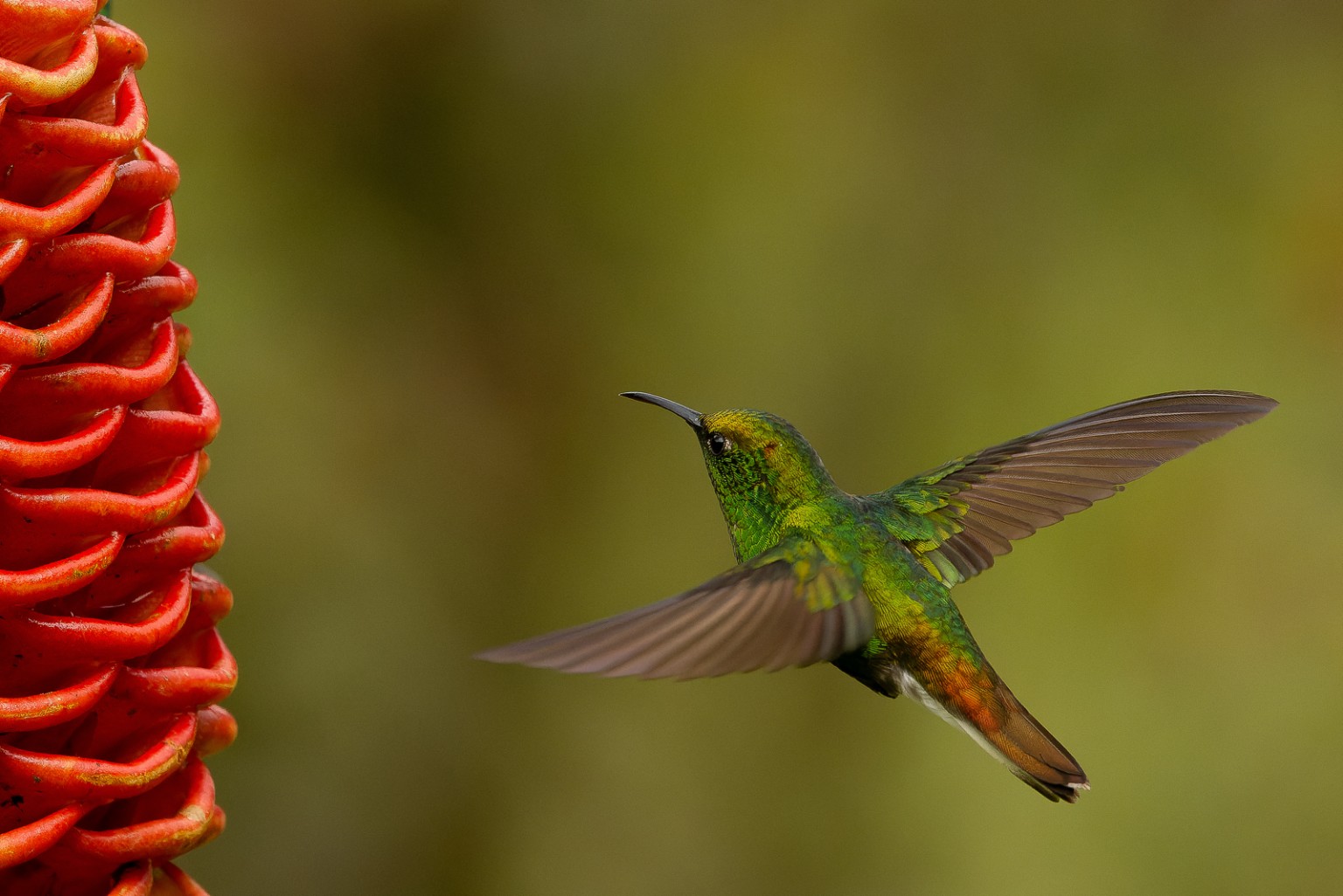 Emerald San Ramon Costa Rica 2024 Trip Report (Feb 28 - Mar 15, 2024) - Eagle-Eye Tours