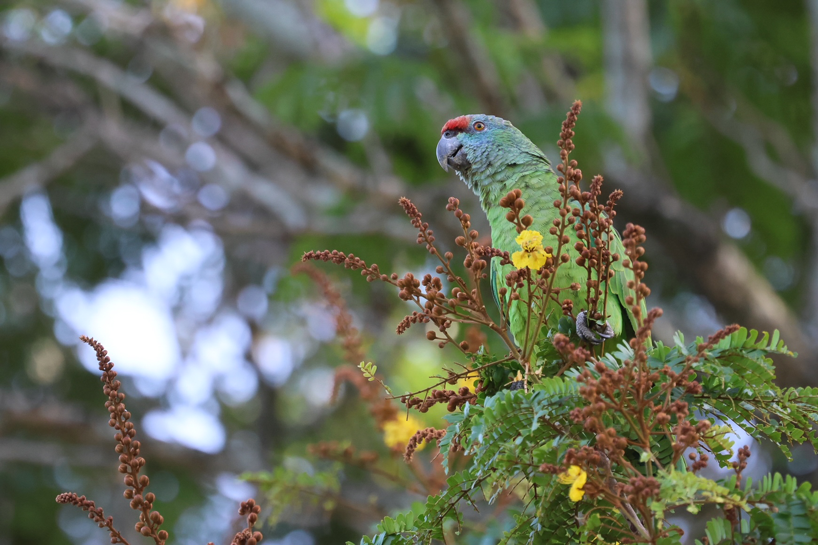 Festive Parrot