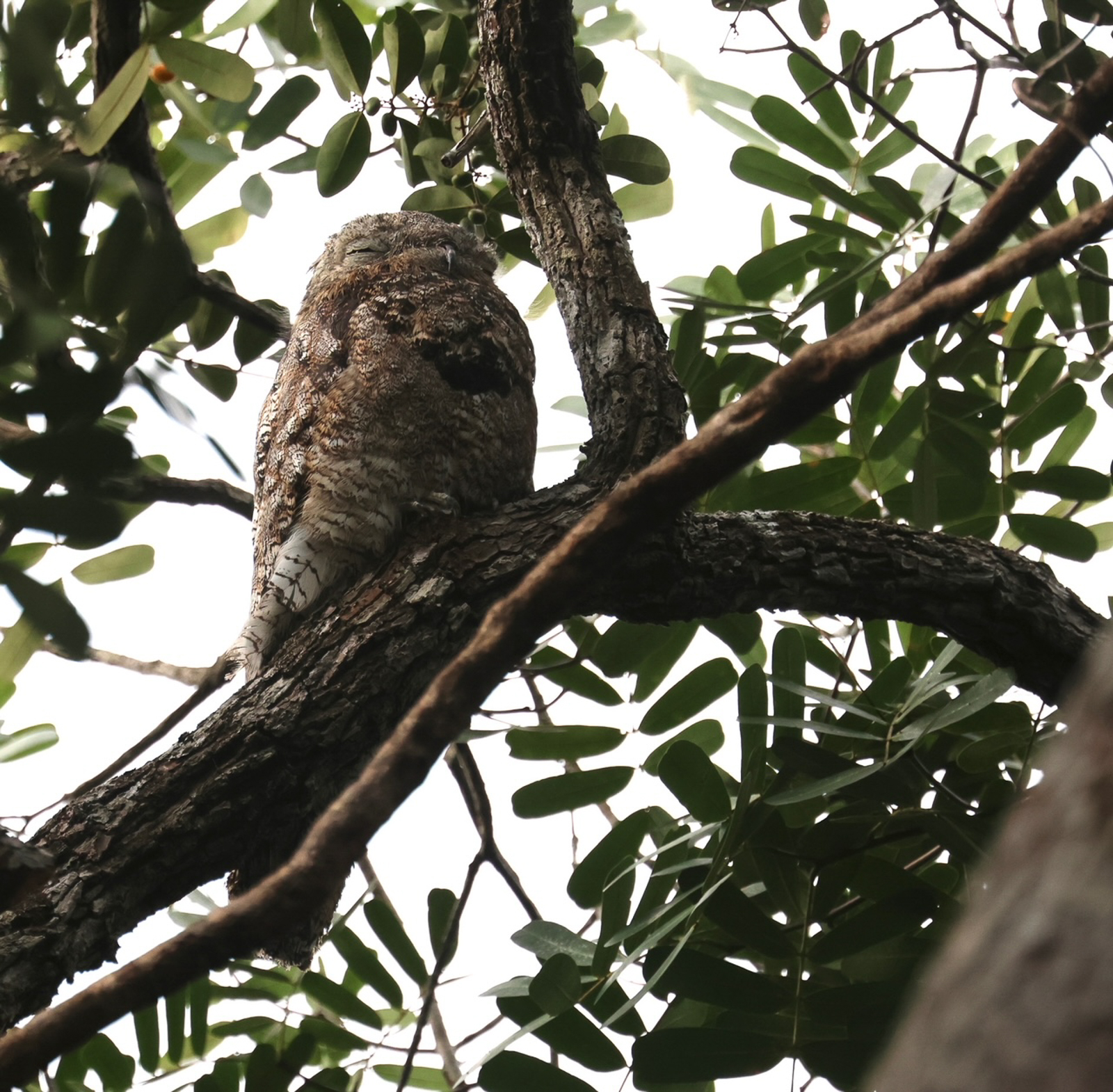 Great Potoo