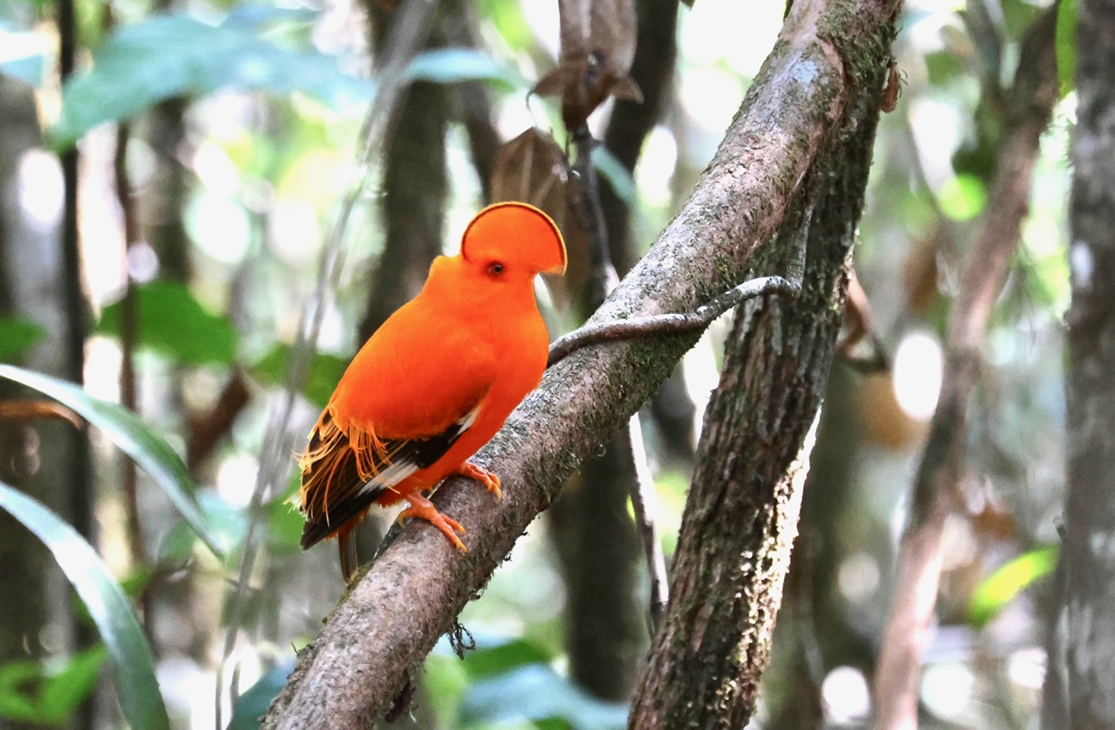 Guianan Cock-of-the-rock