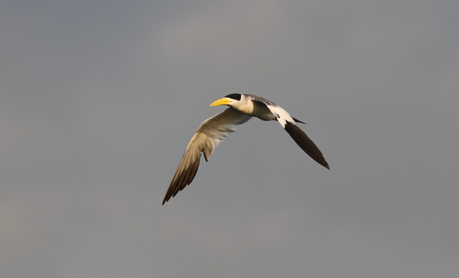 Large-billed Tern